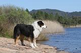 BERGER AUSTRALIEN 127